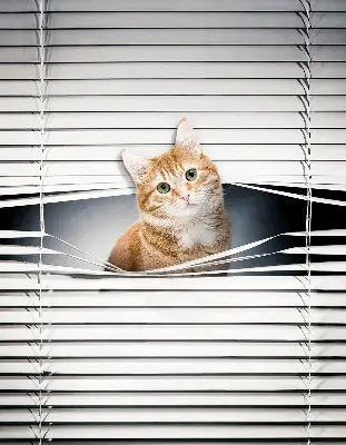 Estores de rolo para porta de varanda Gato ruivo
