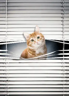 Estores de rolo para porta de varanda Gato ruivo