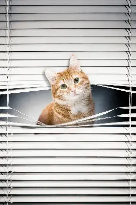 Estores de rolo para porta de varanda Gato ruivo