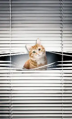 Estores de rolo para porta de varanda Gato ruivo