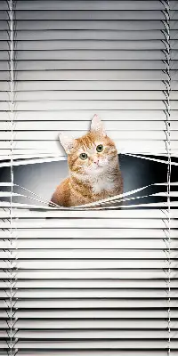 Estores de rolo para porta de varanda Gato ruivo