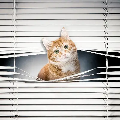Estores de rolo para porta de varanda Gato ruivo