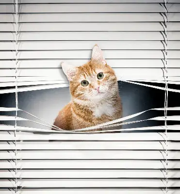 Estores de rolo para porta de varanda Gato ruivo