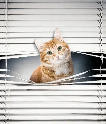 Estores de rolo para porta de varanda Gato ruivo