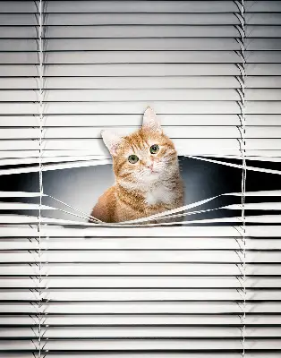 Estores de rolo para porta de varanda Gato ruivo