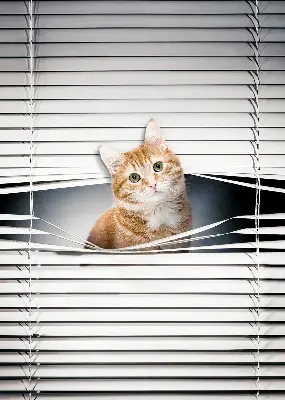 Estores de rolo para porta de varanda Gato ruivo