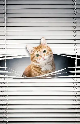Estores de rolo para porta de varanda Gato ruivo