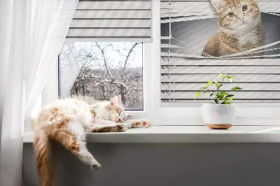 Estores de rolo para porta de varanda Gato ruivo