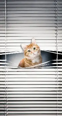 Estores de rolo para porta de varanda Gato ruivo