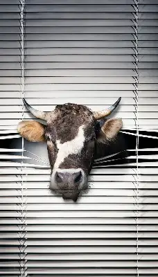Estores de rolo interiores para janela Vaca