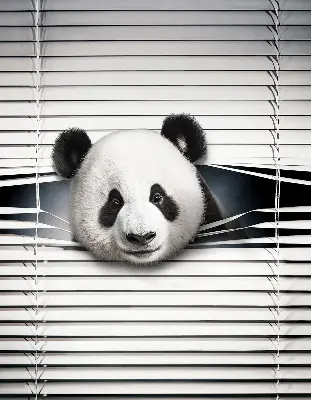 Estores de rolo interiores para janela Panda