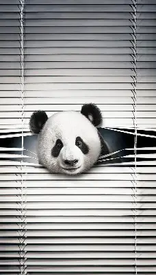 Estores de rolo interiores para janela Panda