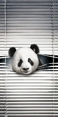 Estores de rolo interiores para janela Panda