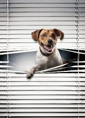 Estores de rolo em tecido Cachorro