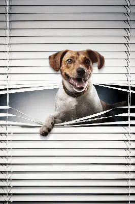 Estores de rolo em tecido Cachorro