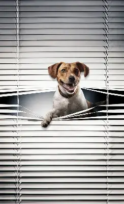 Estores de rolo em tecido Cachorro