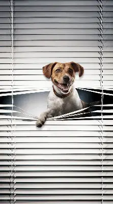 Estores de rolo em tecido Cachorro