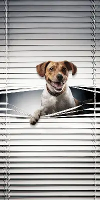 Estores de rolo em tecido Cachorro
