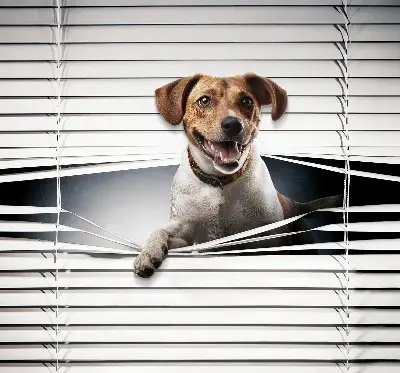 Estores de rolo em tecido Cachorro