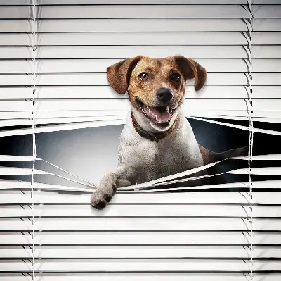 Estores de rolo em tecido Cachorro