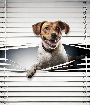 Estores de rolo em tecido Cachorro