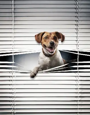 Estores de rolo em tecido Cachorro
