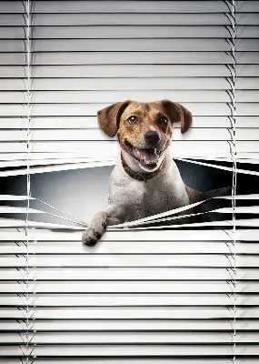 Estores de rolo em tecido Cachorro