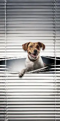 Estores de rolo em tecido Cachorro