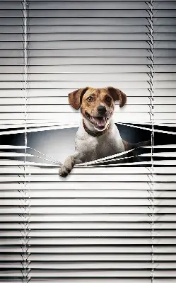 Estores de rolo em tecido Cachorro