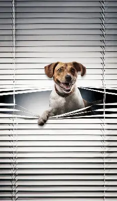 Estores de rolo em tecido Cachorro