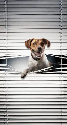 Estores de rolo em tecido Cachorro
