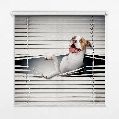 Estores de rolo para janela Cachorro