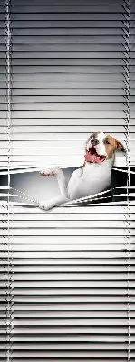 Estores de rolo para janela Cachorro