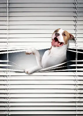 Estores de rolo para janela Cachorro