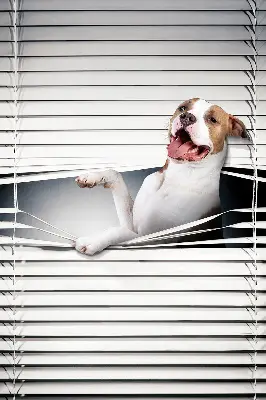 Estores de rolo para janela Cachorro
