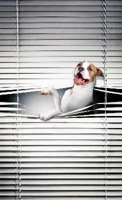 Estores de rolo para janela Cachorro