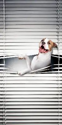 Estores de rolo para janela Cachorro