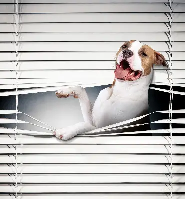 Estores de rolo para janela Cachorro
