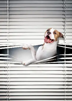 Estores de rolo para janela Cachorro