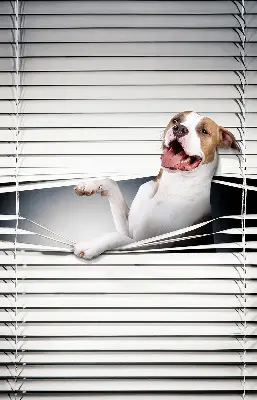 Estores de rolo para janela Cachorro