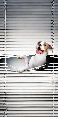 Estores de rolo para janela Cachorro