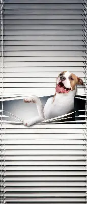 Estores de rolo para janela Cachorro