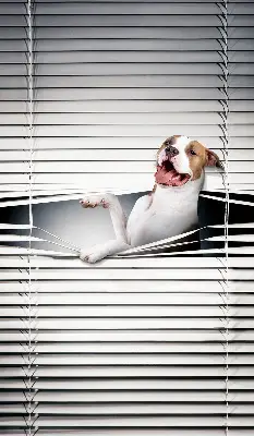 Estores de rolo para janela Cachorro