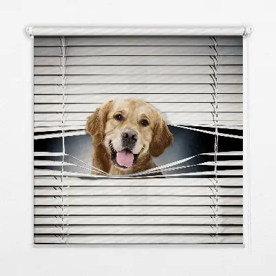 Estores de rolo interiores Cão Dourado