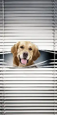 Estores de rolo interiores Cão Dourado