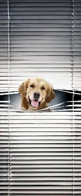 Estores de rolo interiores Cão Dourado