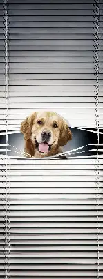 Estores de rolo interiores Cão Dourado