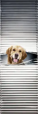 Estores de rolo interiores Cão Dourado