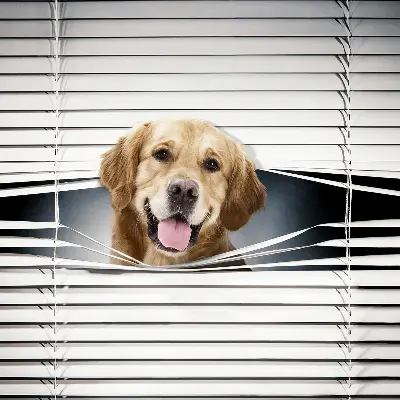 Estores de rolo interiores Cão Dourado