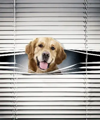 Estores de rolo interiores Cão Dourado